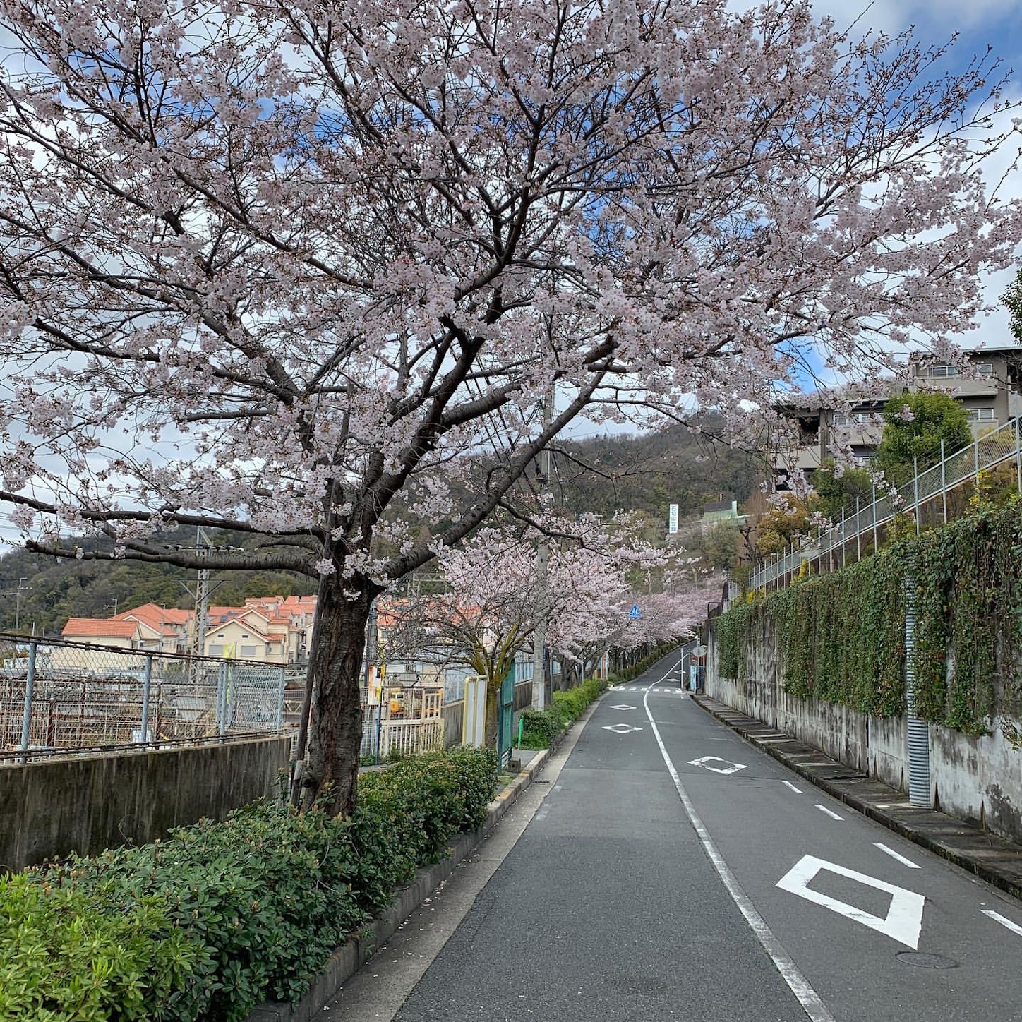 石切駅そばの桜並木