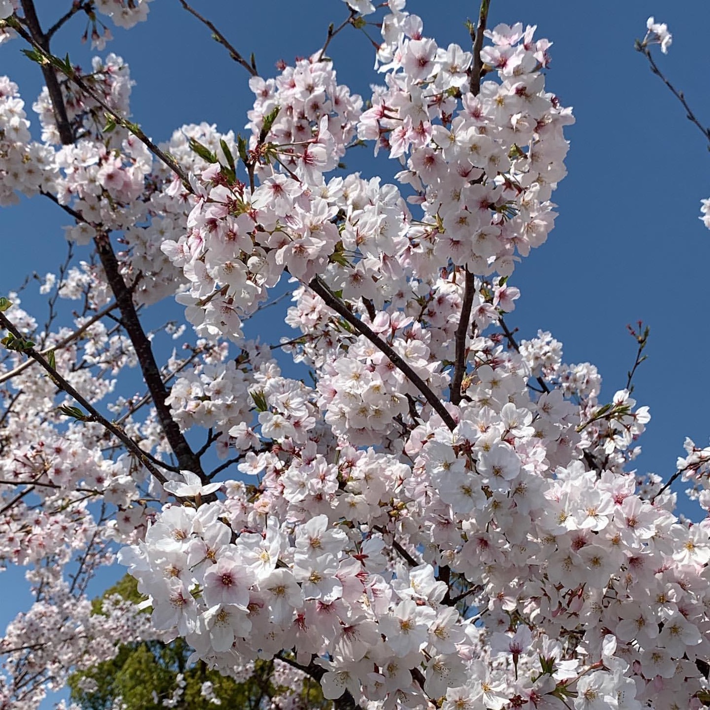 道中で見かけた満開の桜
