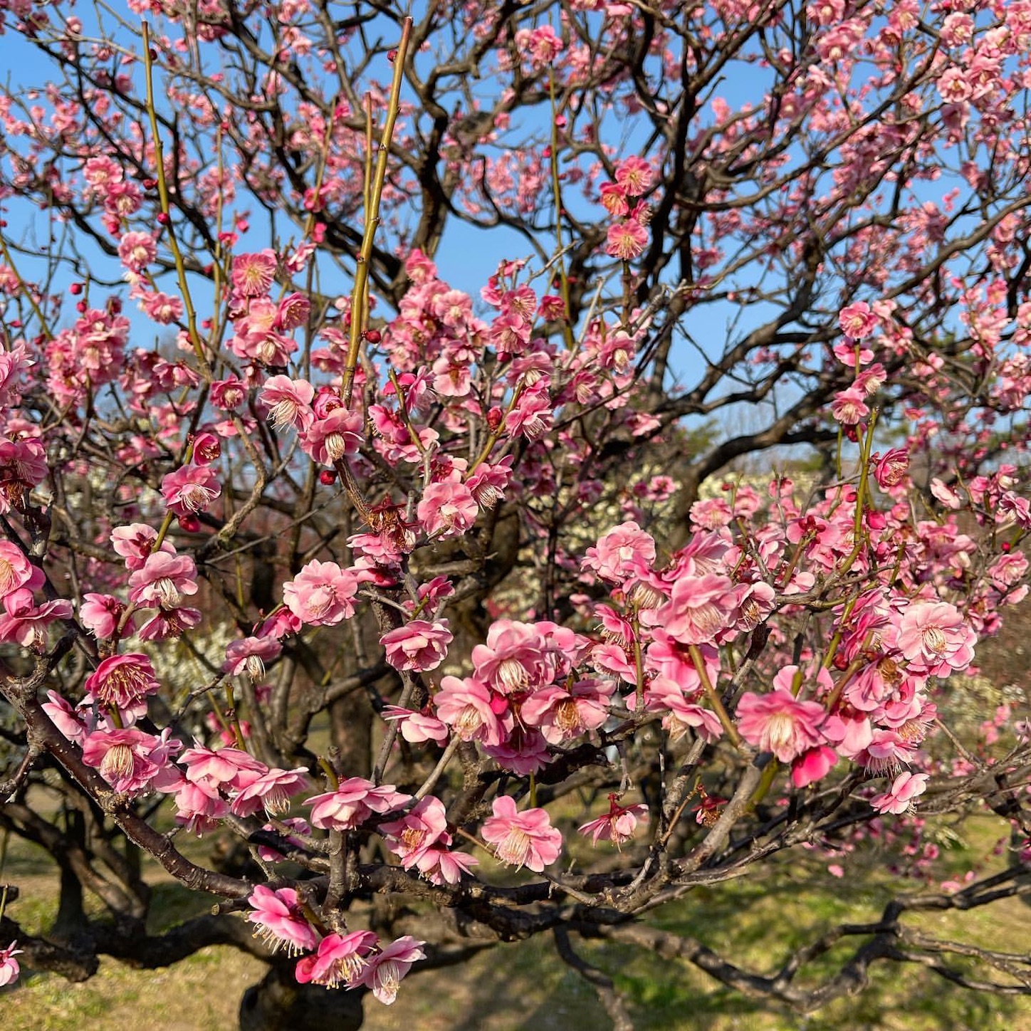 長居植物園の梅