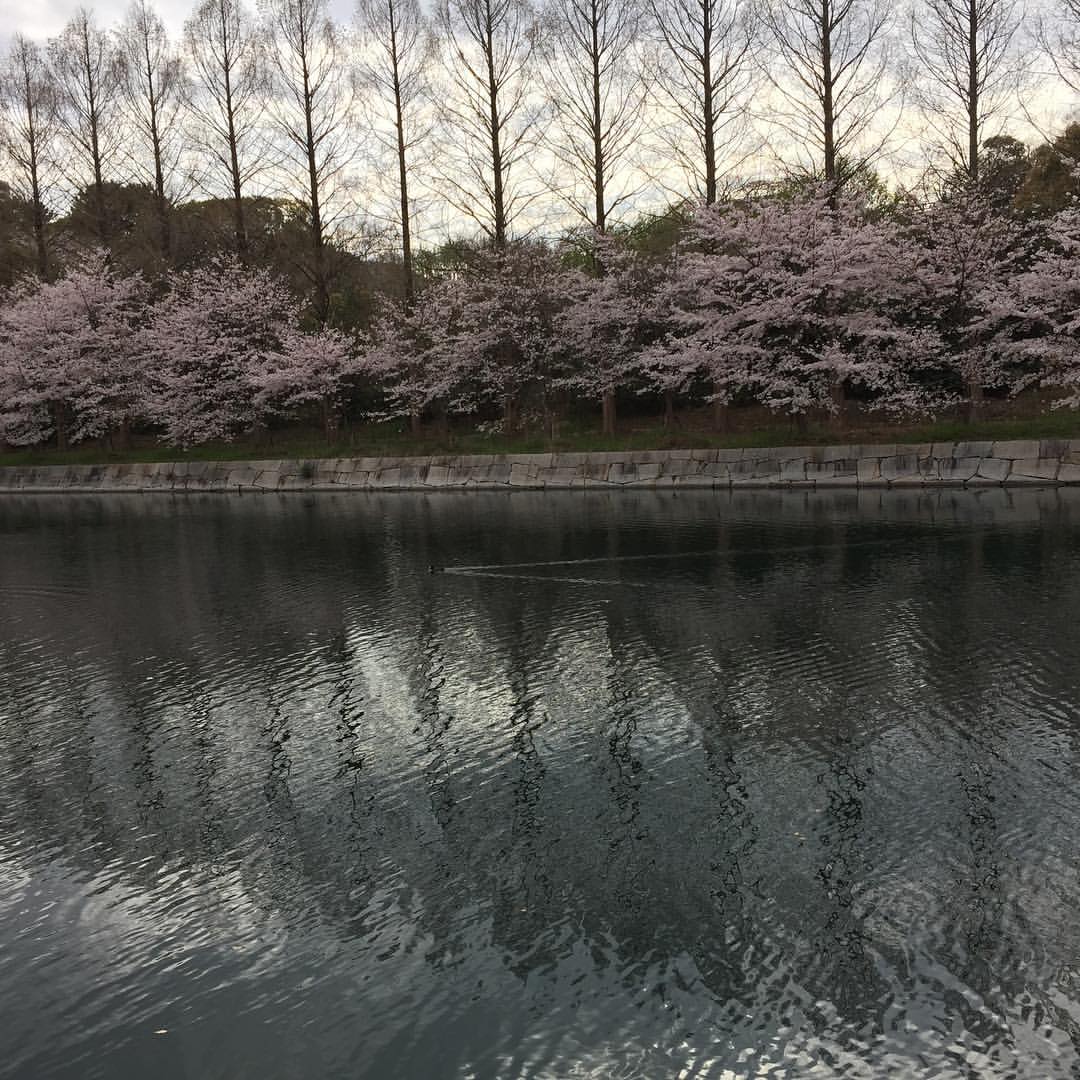 大阪城公園の桜