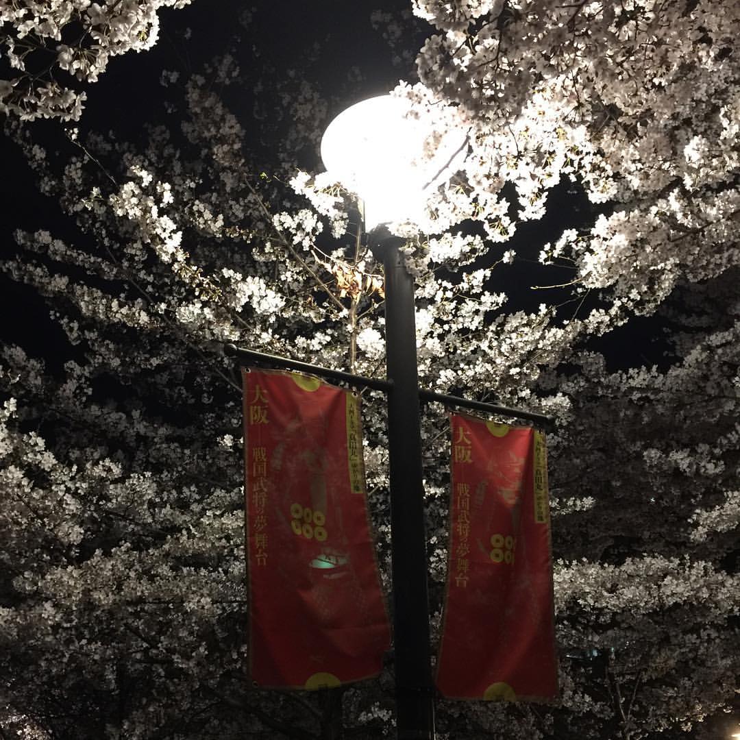 大阪城公園の夜桜