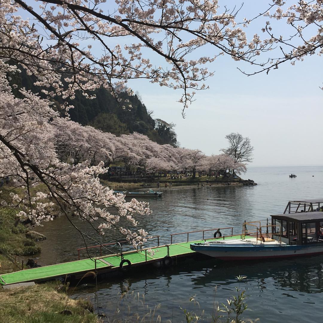 海津大崎の桜１