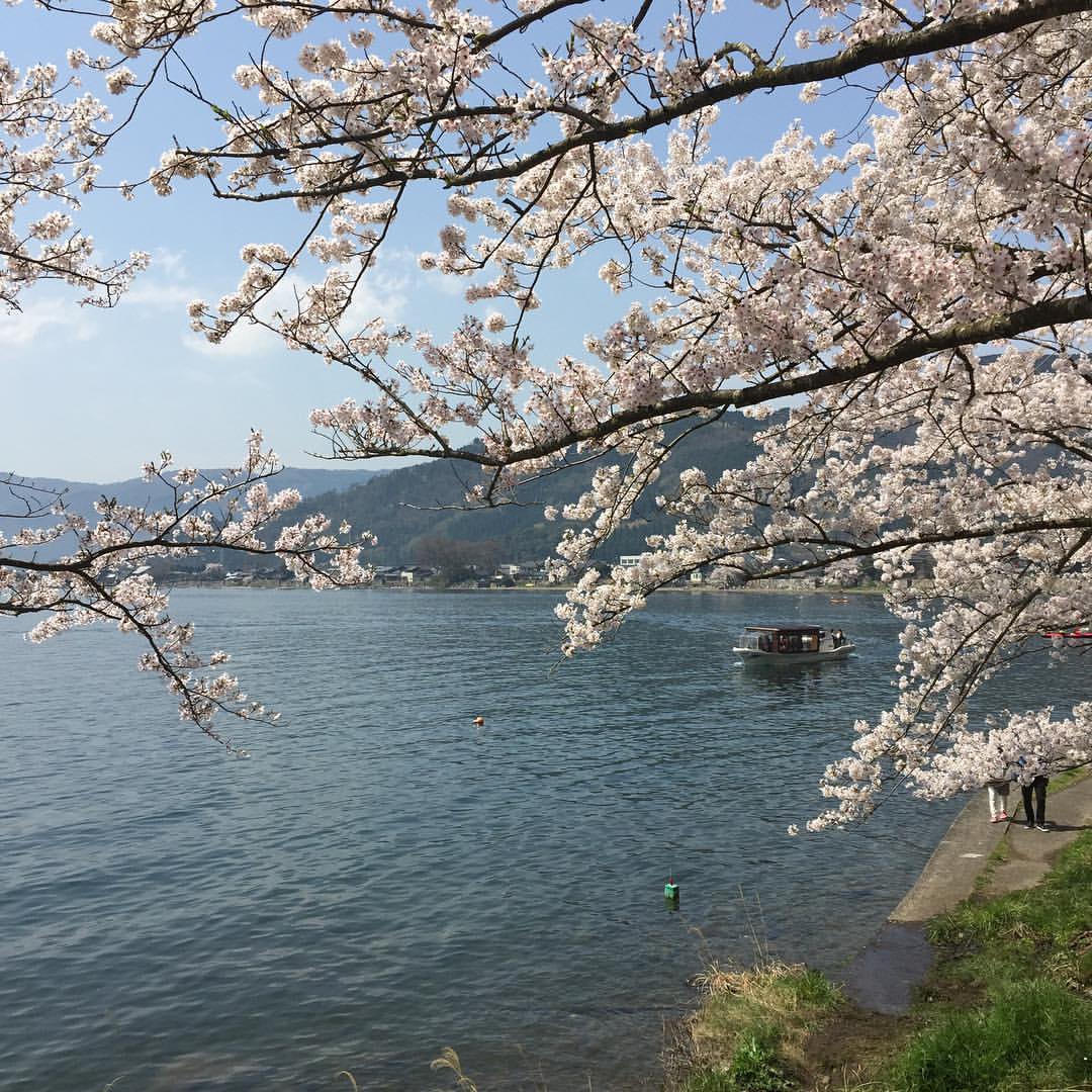 海津大崎の桜２