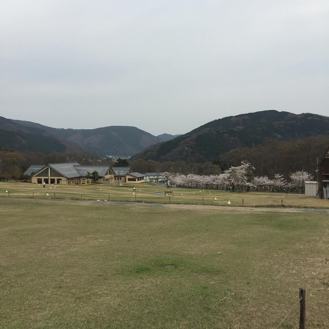 マキノ高原の桜２
