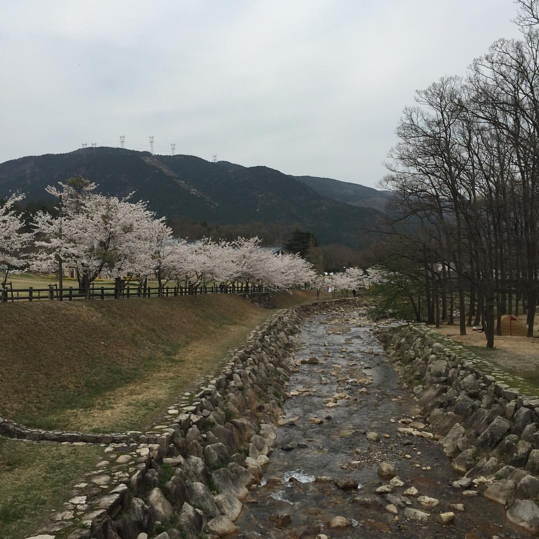 ヨキトギ川沿いの桜１