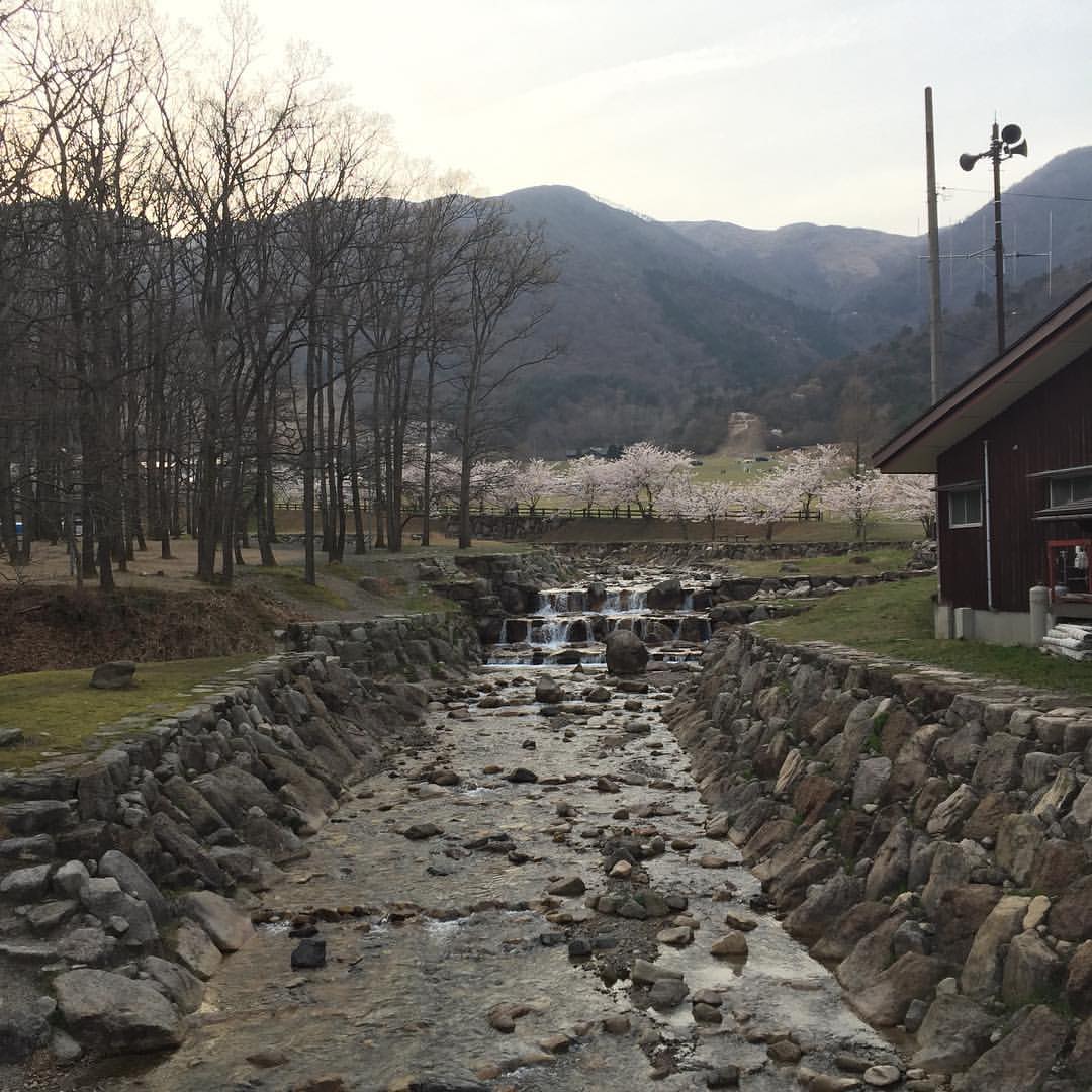 ヨキトギ川沿いの桜２