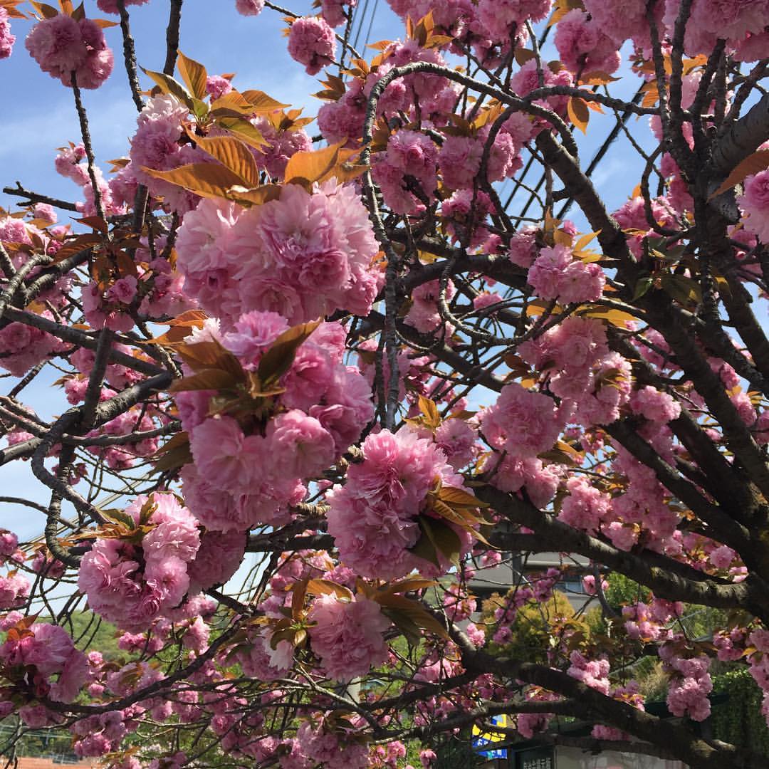 石切駅の八重桜