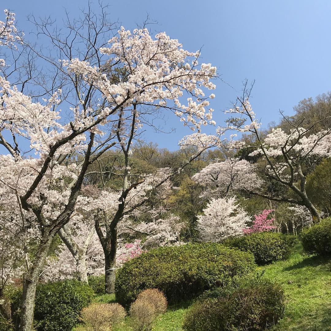 枚岡公園の桜広場 枚岡公園の桜広場