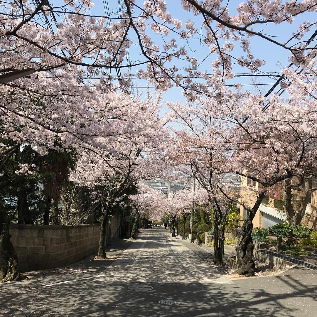 近鉄石切駅近くの桜坂 近鉄石切駅近くの桜坂
