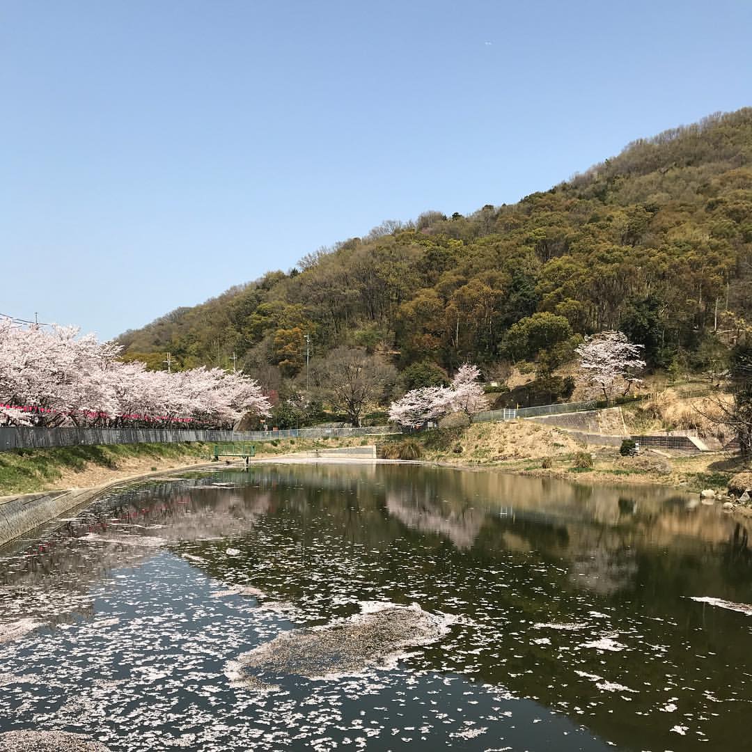 日下新池 日下新池