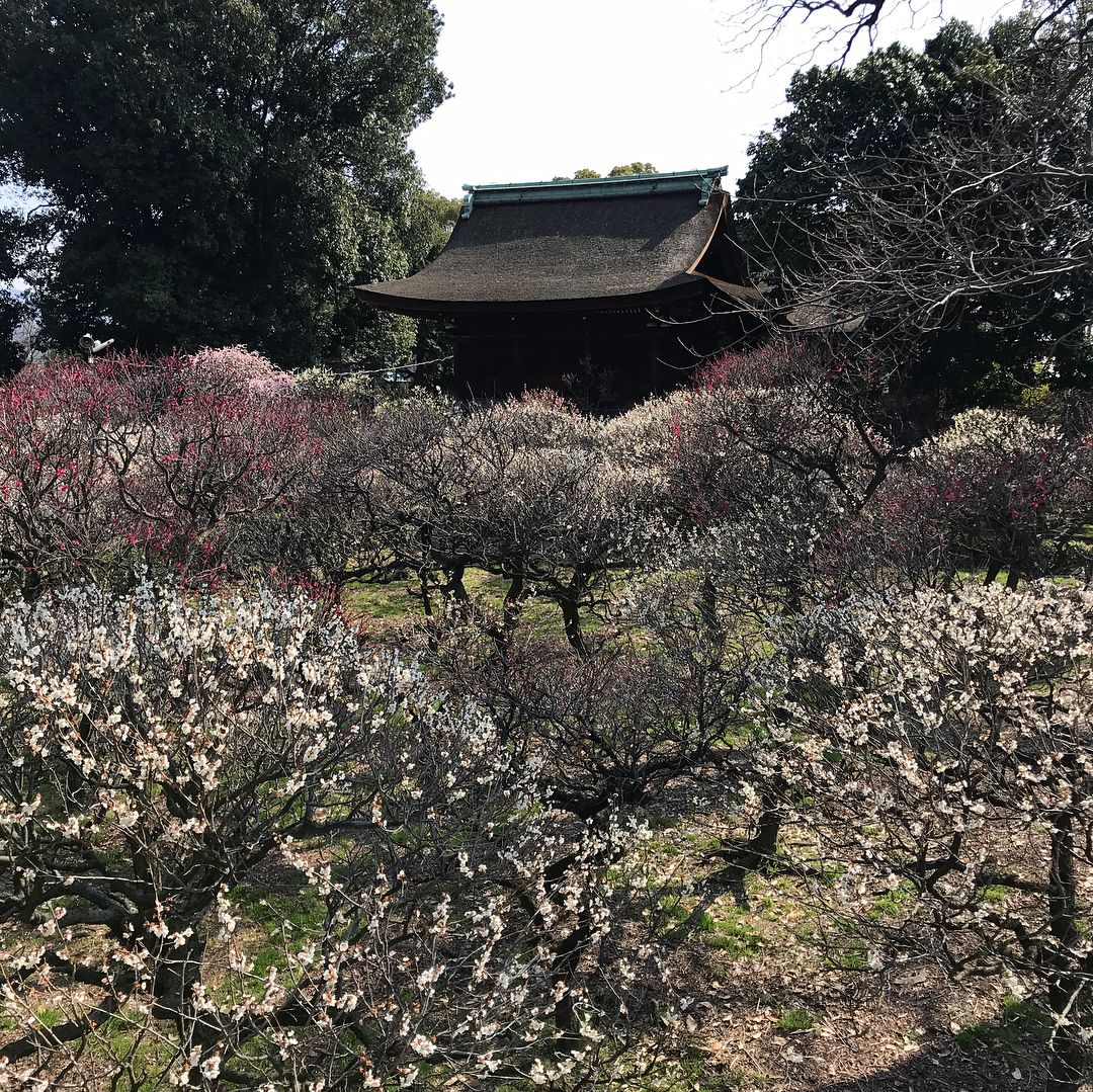 梅園
