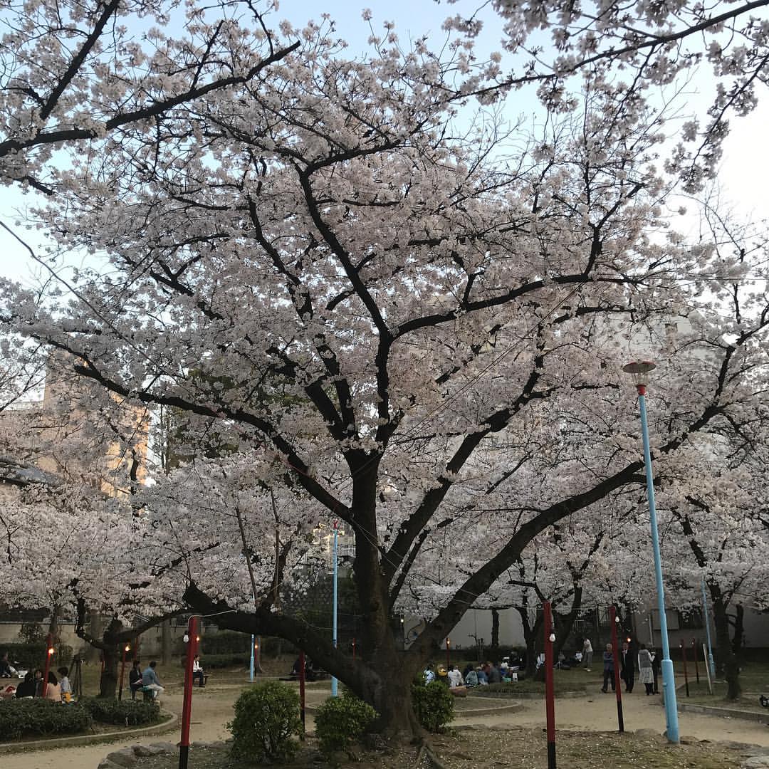 高津神社の桜 高津神社の桜