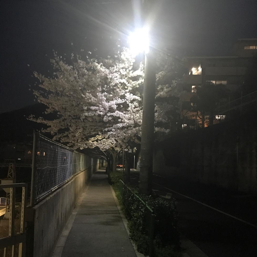 石切駅の夜桜 石切駅の夜桜