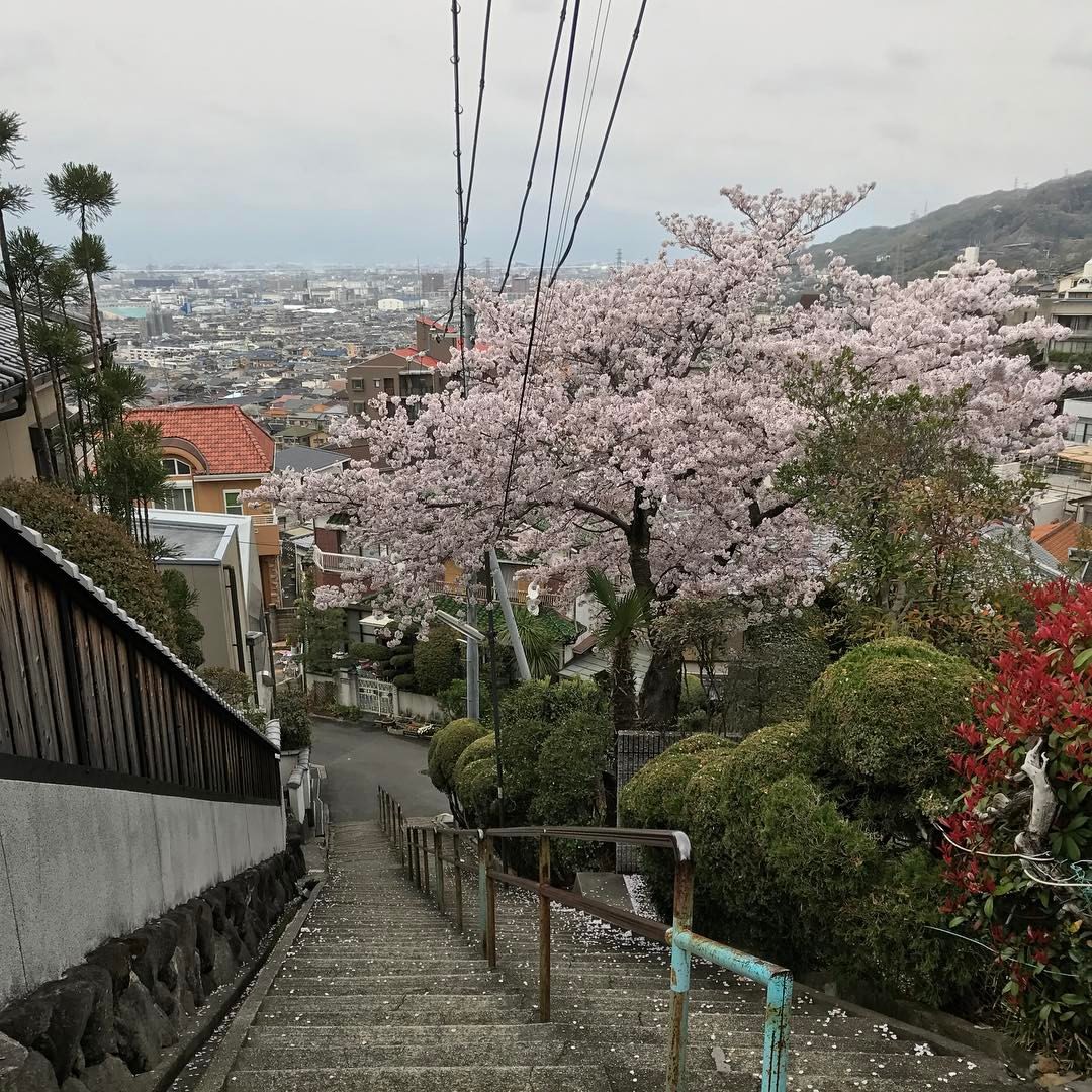 大阪平野を眺めながらめでる桜