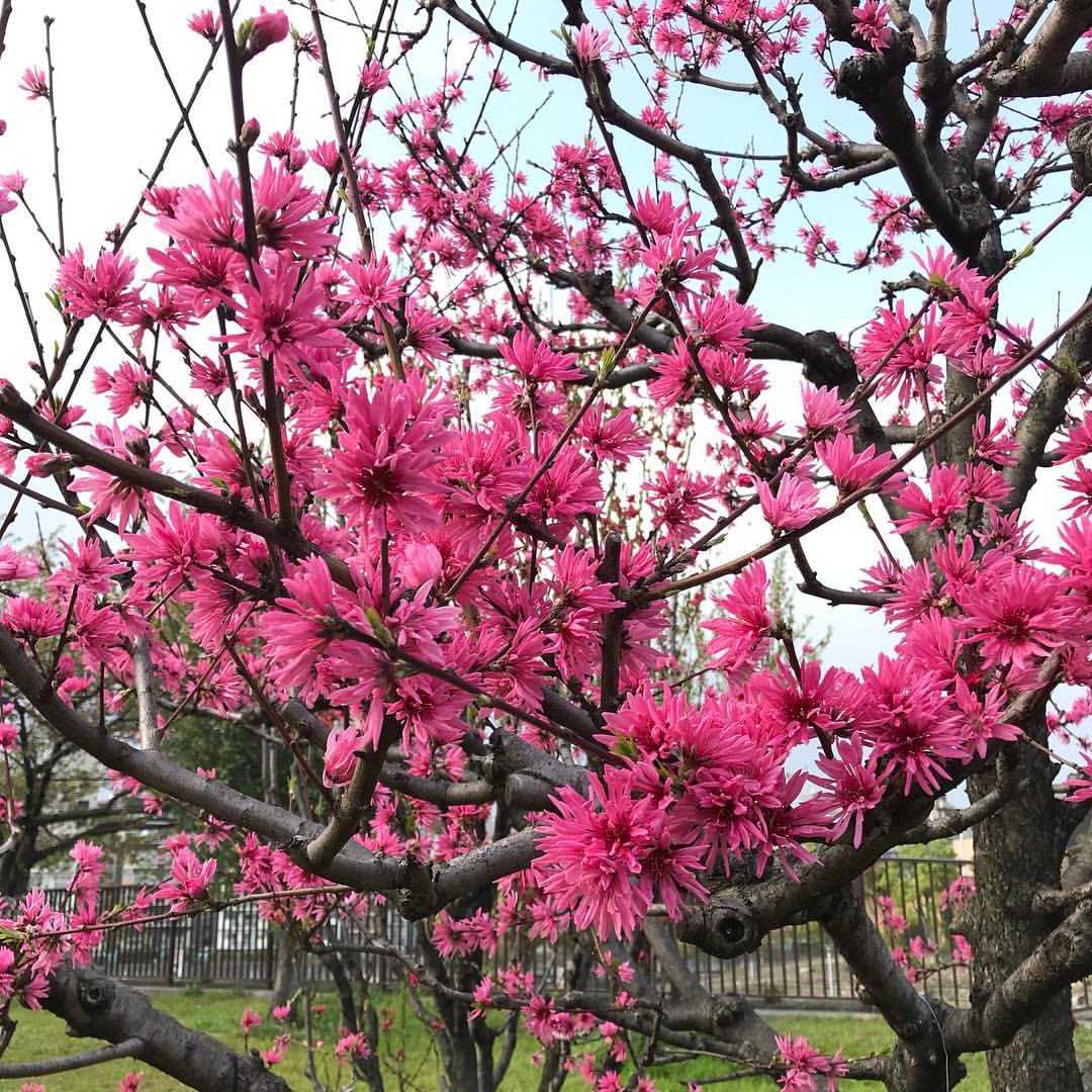 菊桃