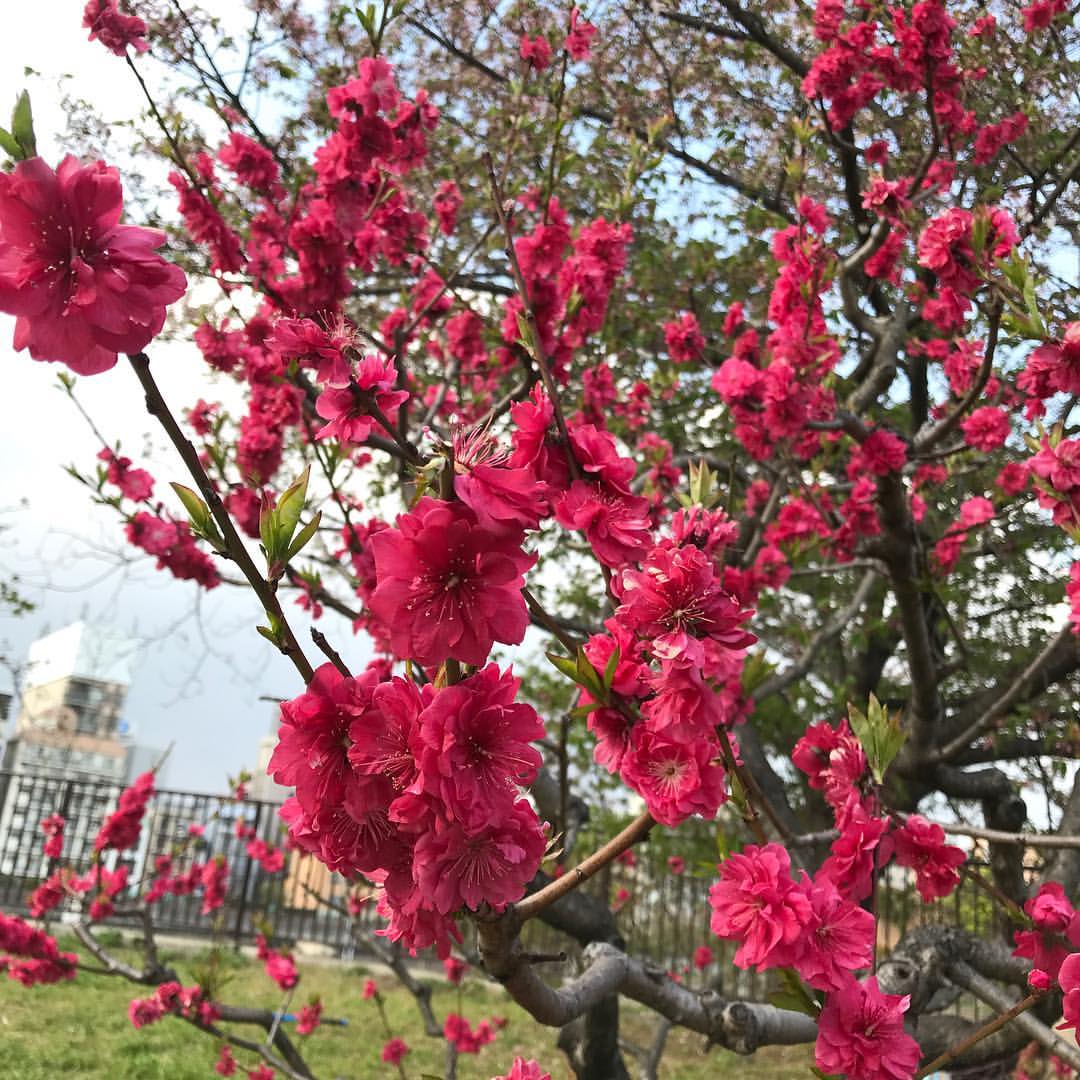 桃花