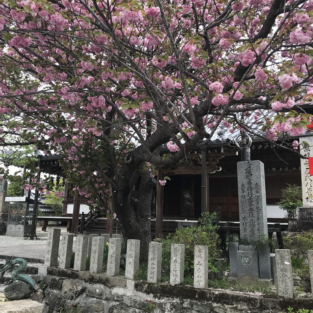 桜本坊 桜本坊