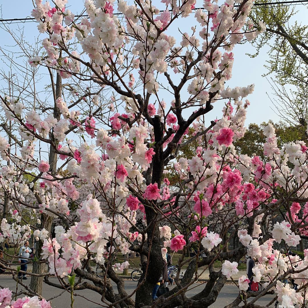 大阪城公園の桃園の桃