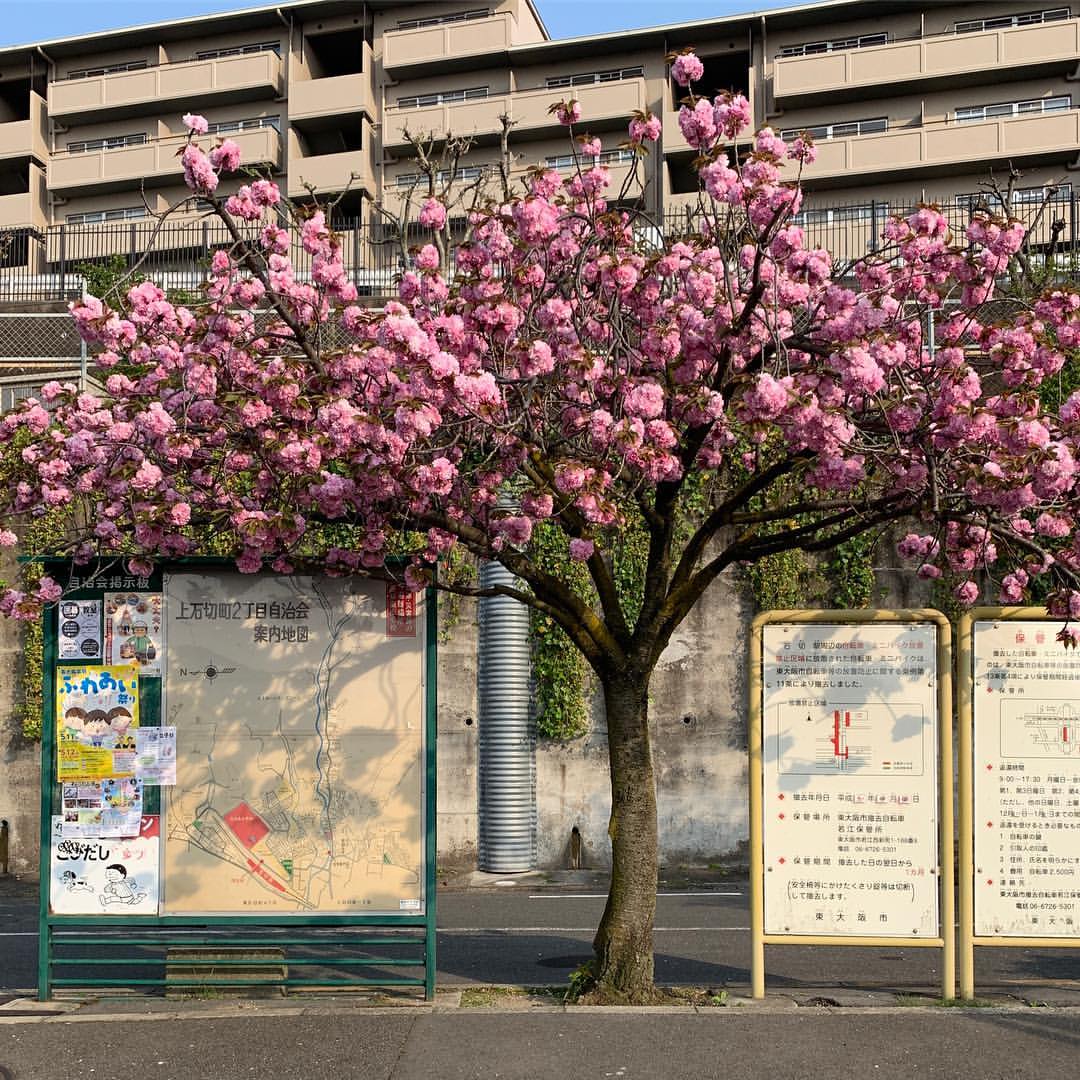 石切駅前の八重桜 石切駅前の八重桜