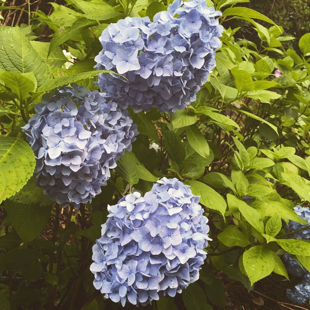 生駒山の紫陽花