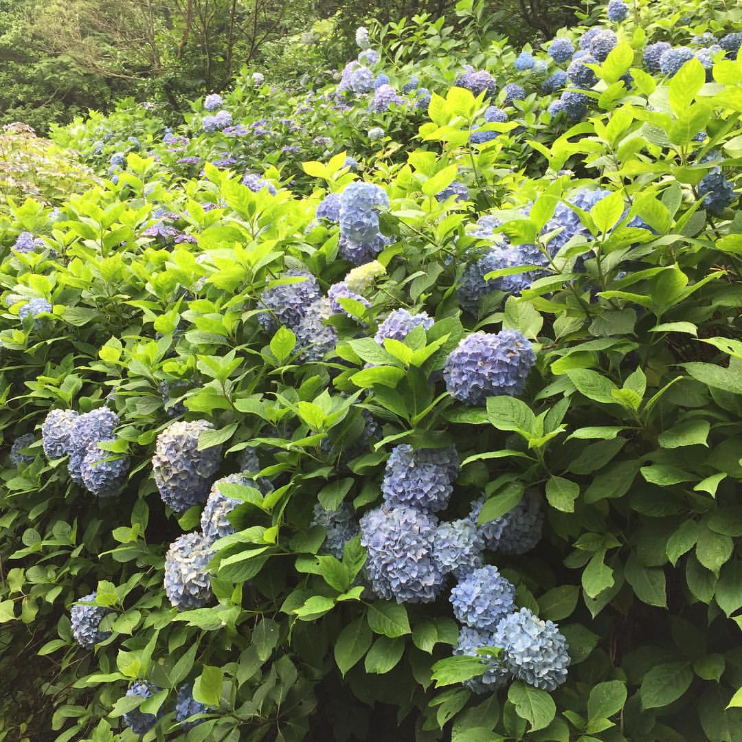 近所で咲いていた紫陽花