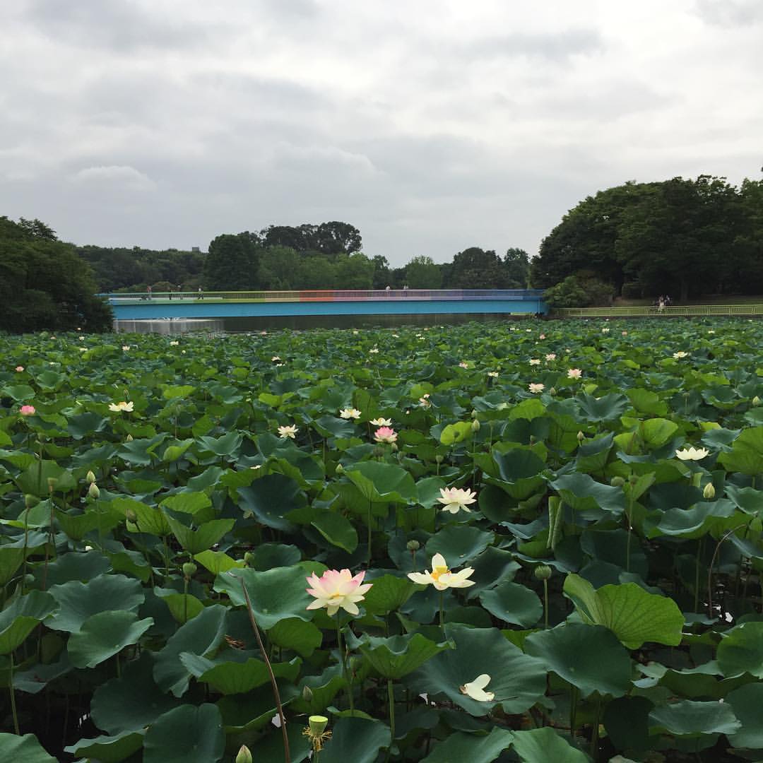 大池の蓮