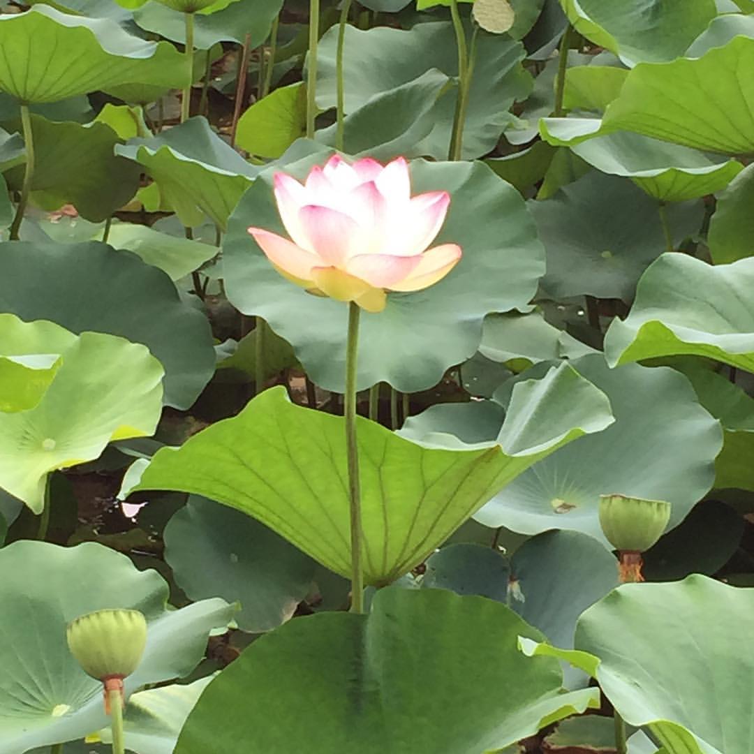 蓮の花