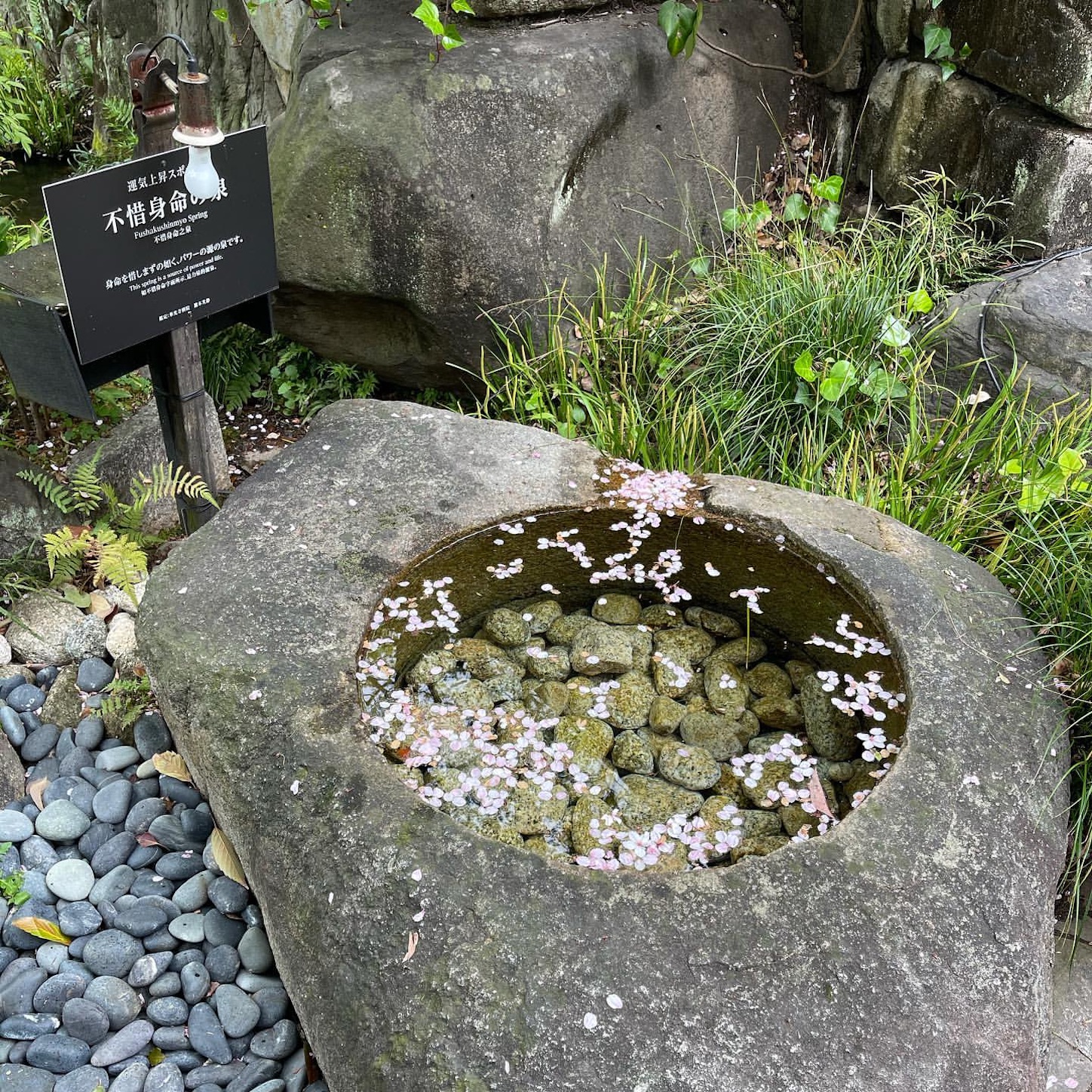不惜身命の泉と桜の花びら