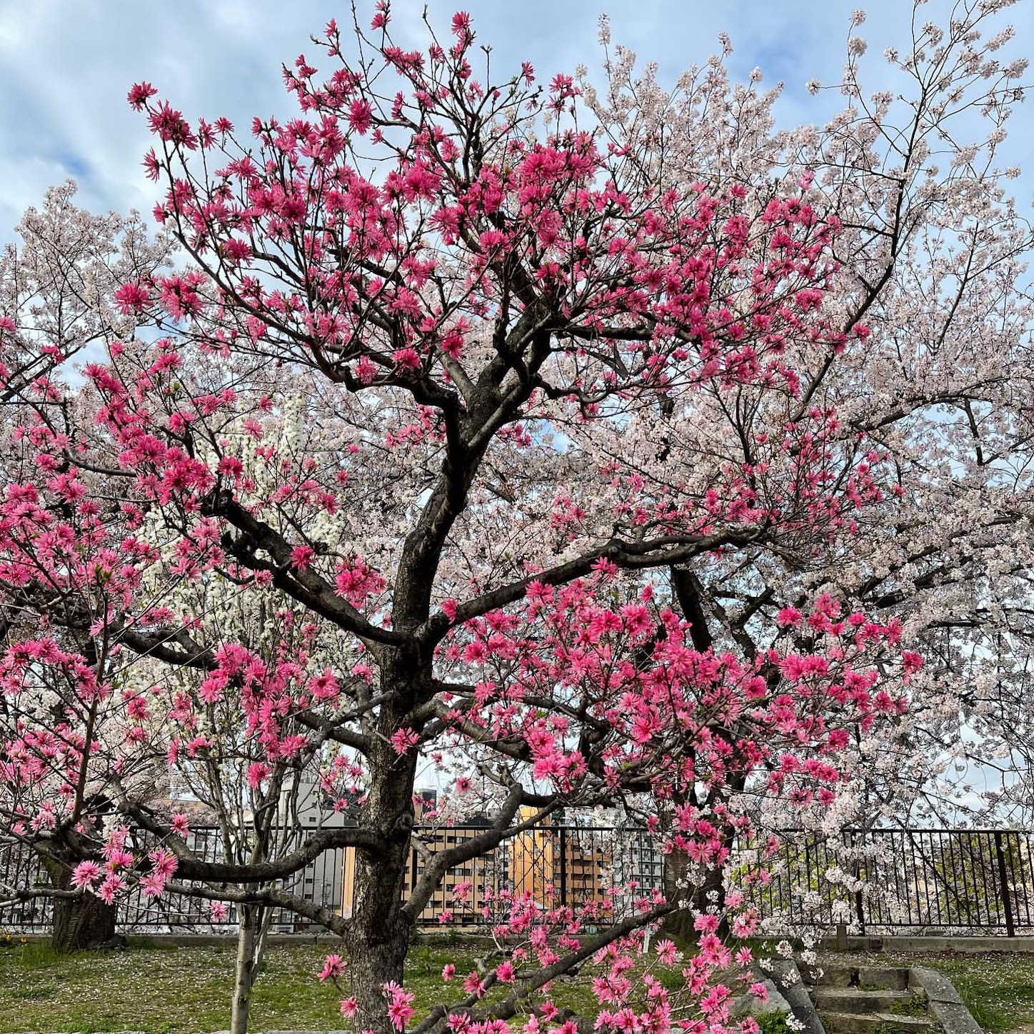桃園の桃と桜