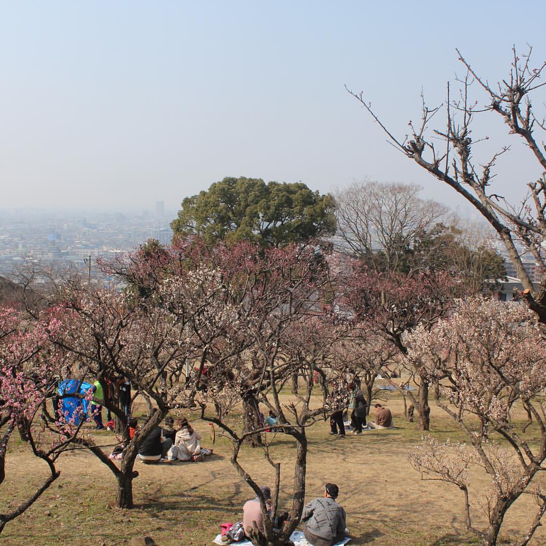 枚岡梅林