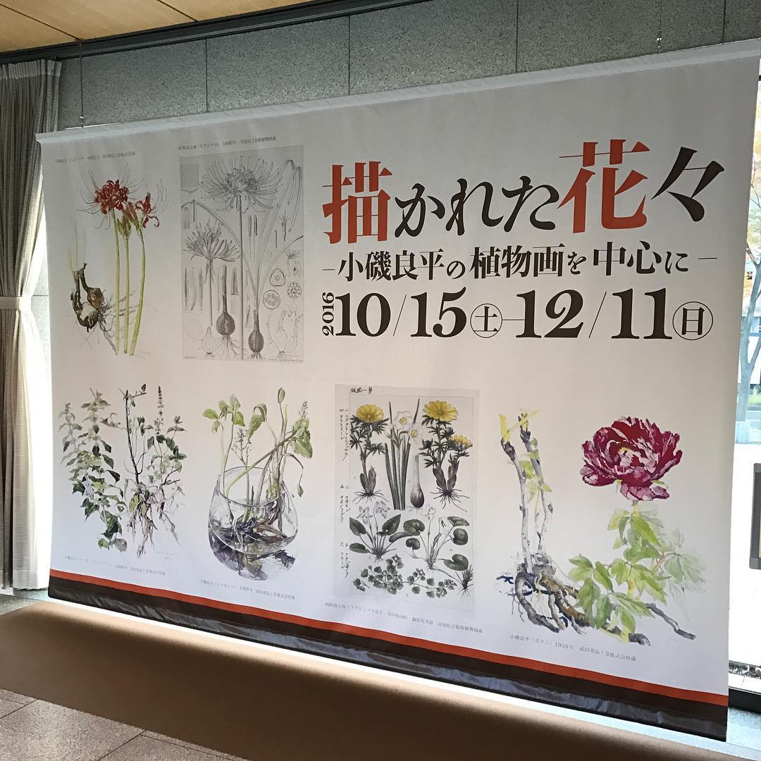 描かれた花々〜小磯良平の植物画を中心に〜 描かれた花々〜小磯良平の植物画を中心に〜