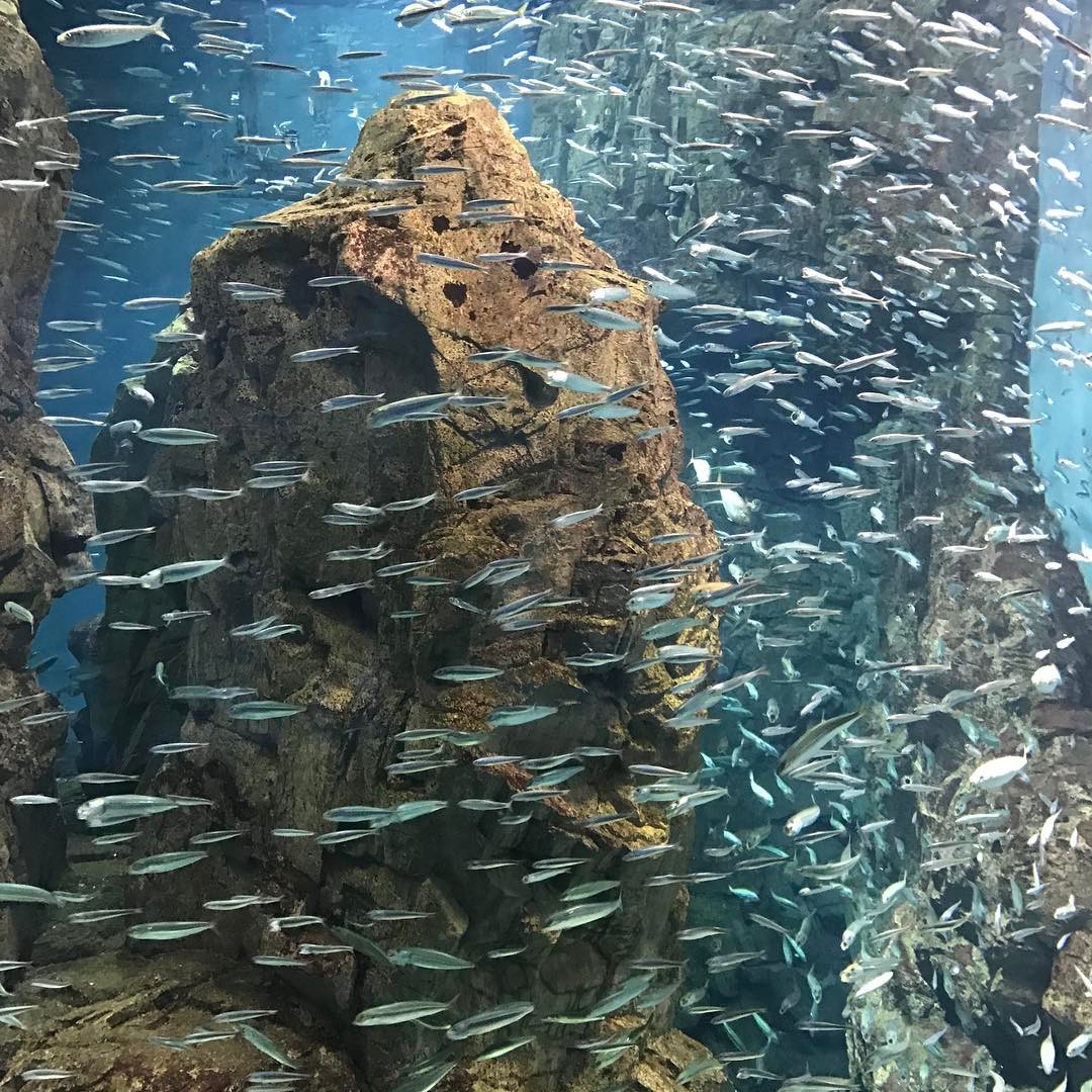 海遊館 海遊館