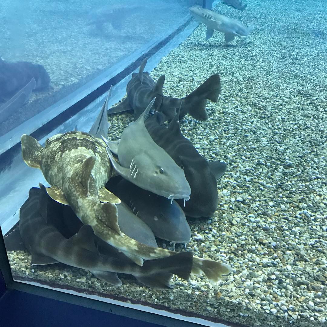 すみっコぐらしな魚たち すみっコぐらしな魚たち