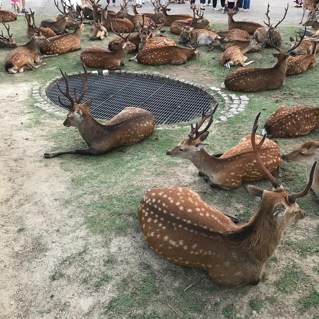 鹿の軍団１