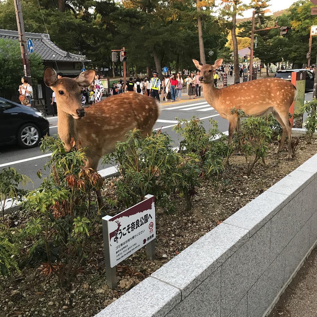 鹿の軍団２
