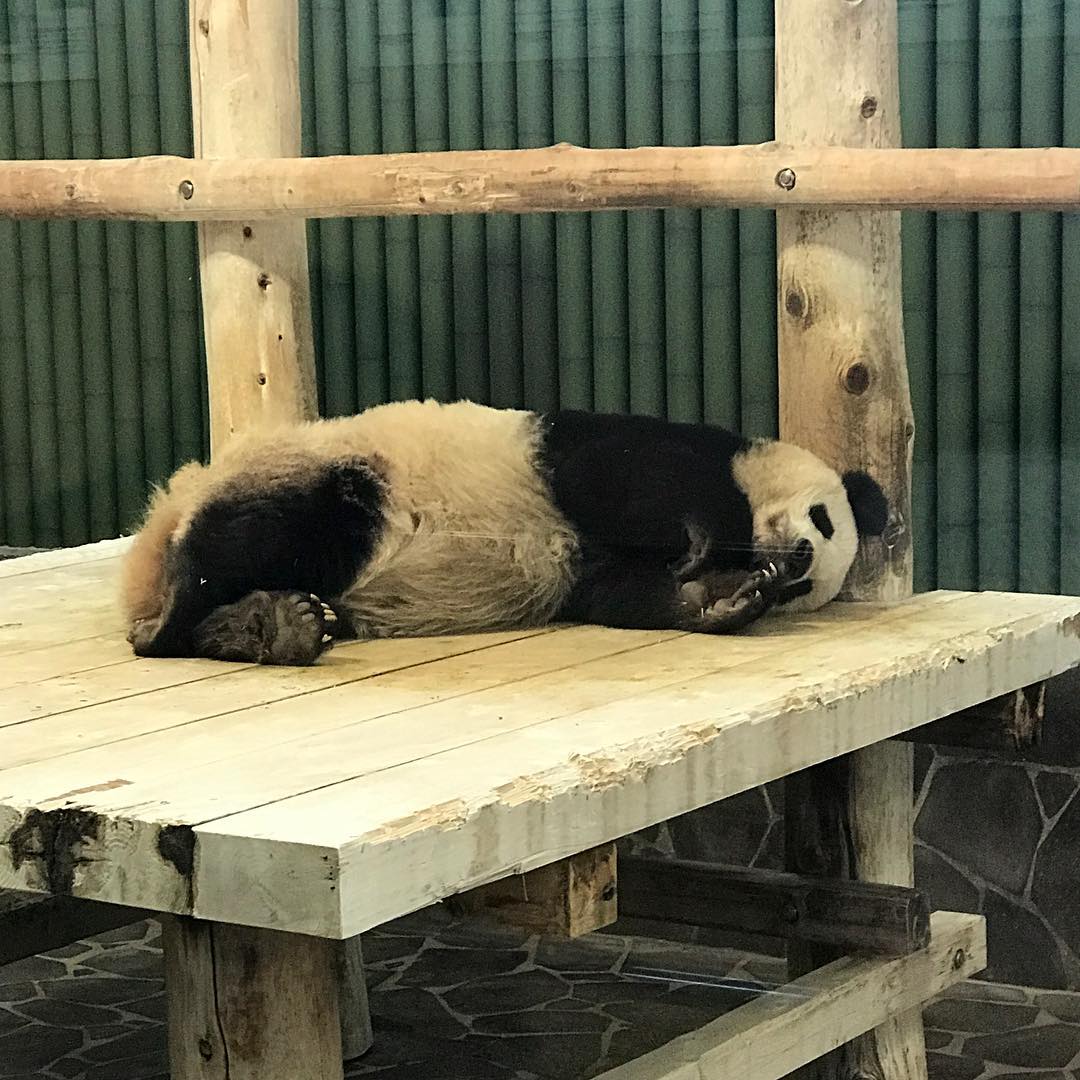 パンダ