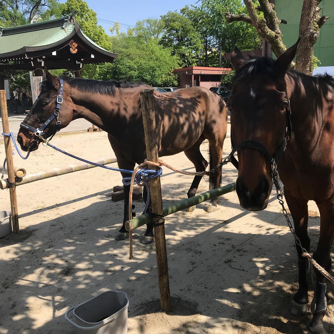 お馬さん