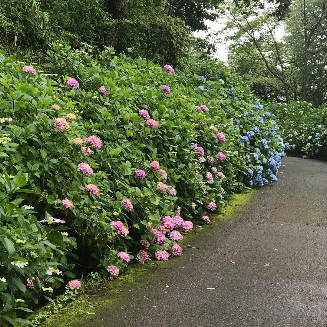 ぬかた園地のあじさい園