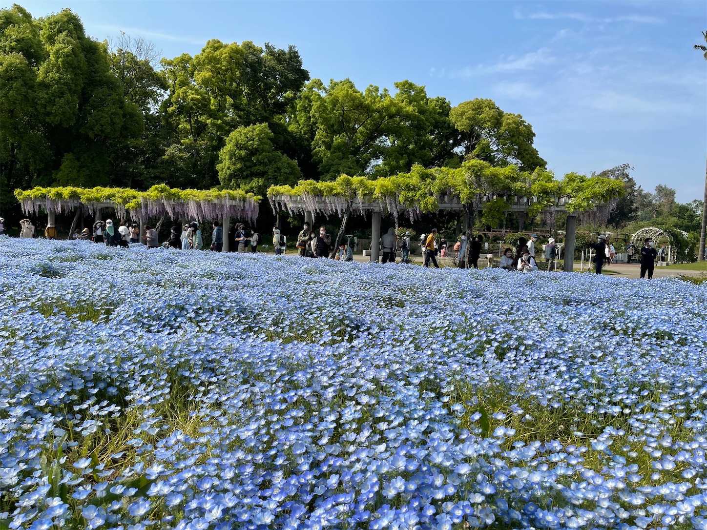 長居植物園のネモフィラ