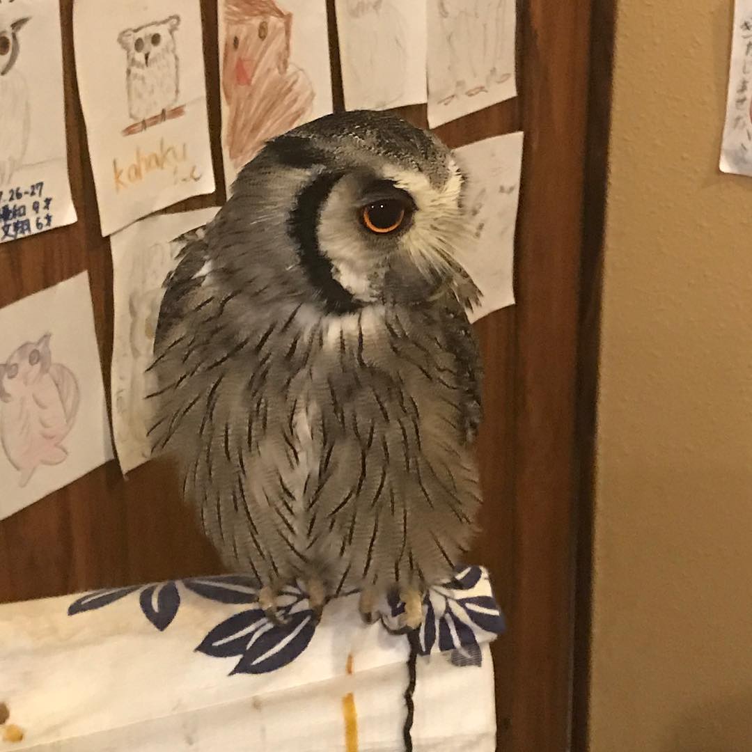 湯の風 HAZUのフクロウ