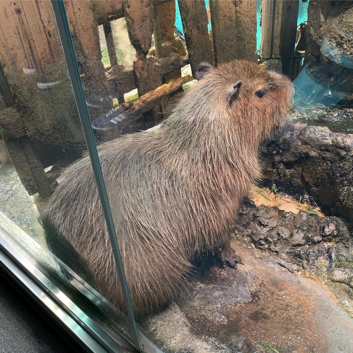 カピバラ カピバラ
