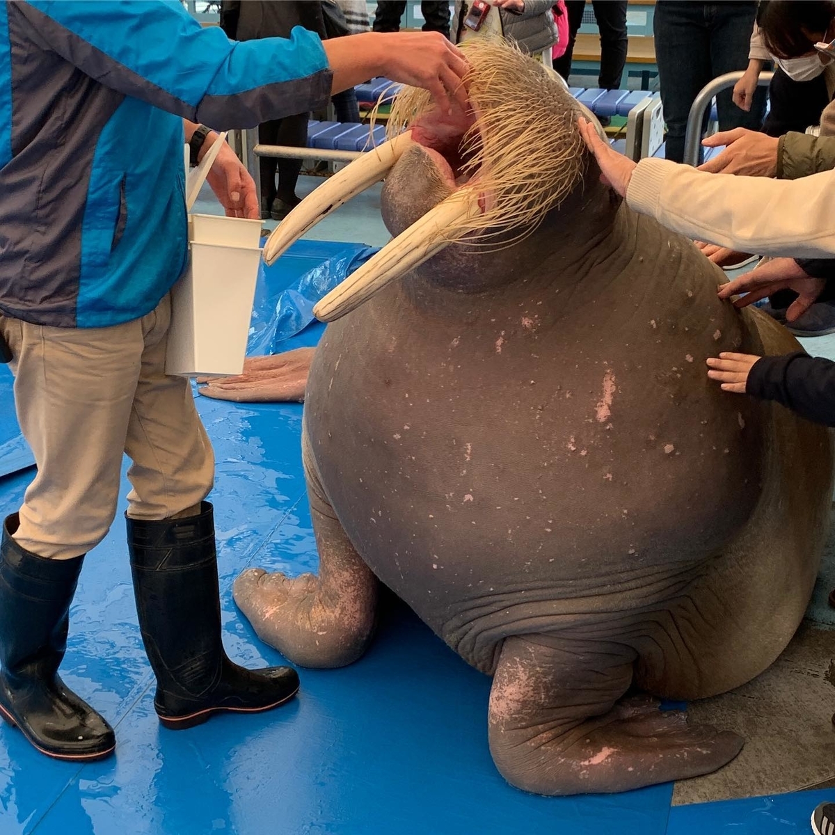 セイウチ セイウチ