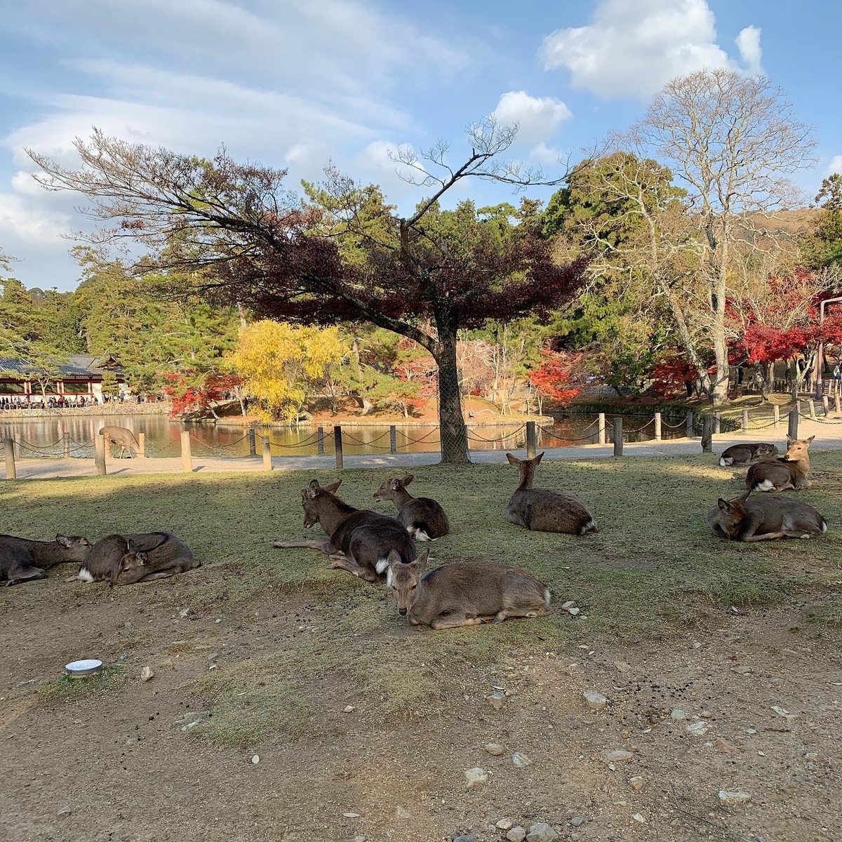 奈良公園２