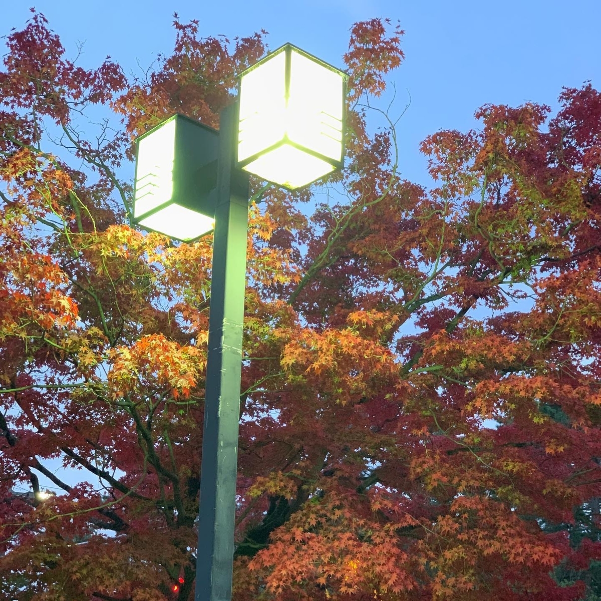 日暮れ時の紅葉