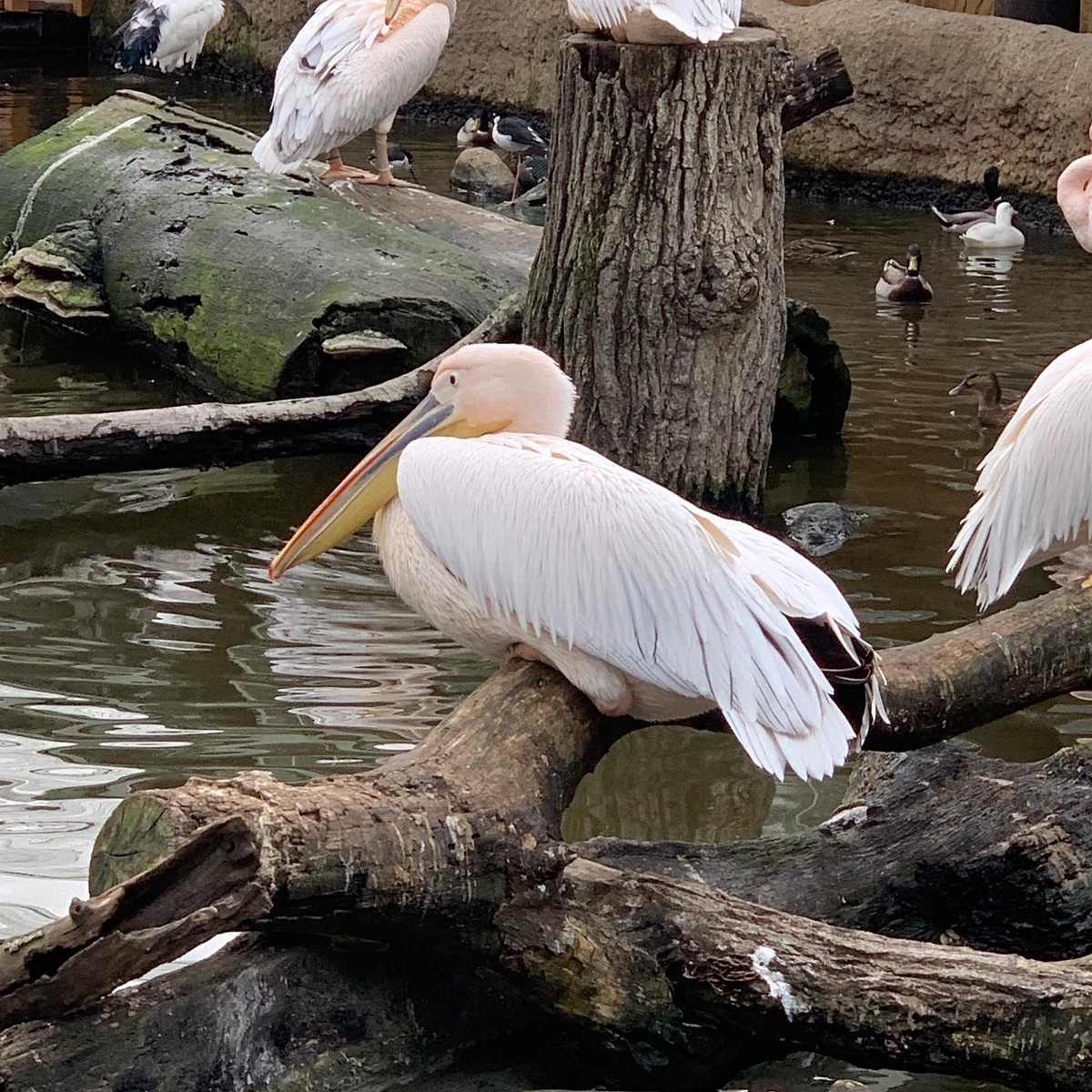 ペリカン ペリカン