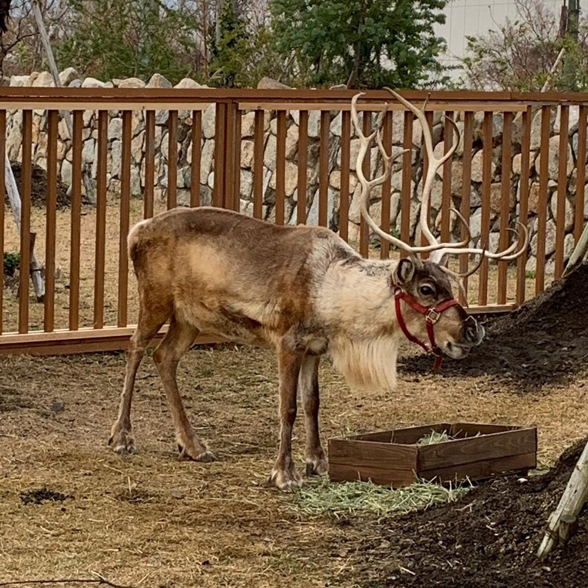 トナカイ トナカイ
