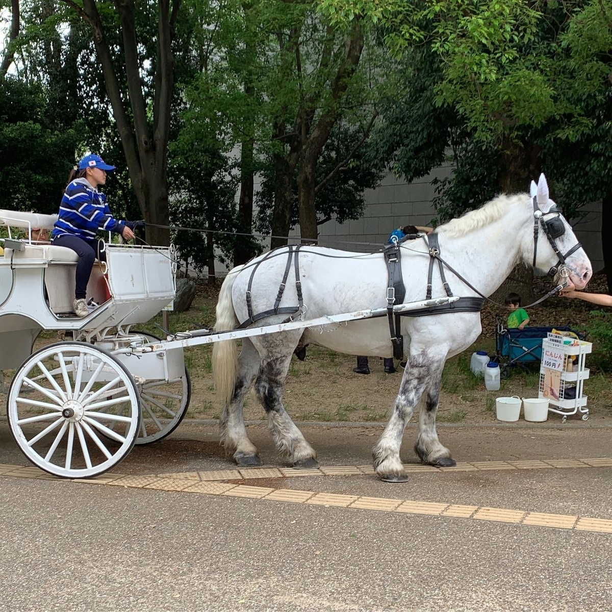 白馬の馬車