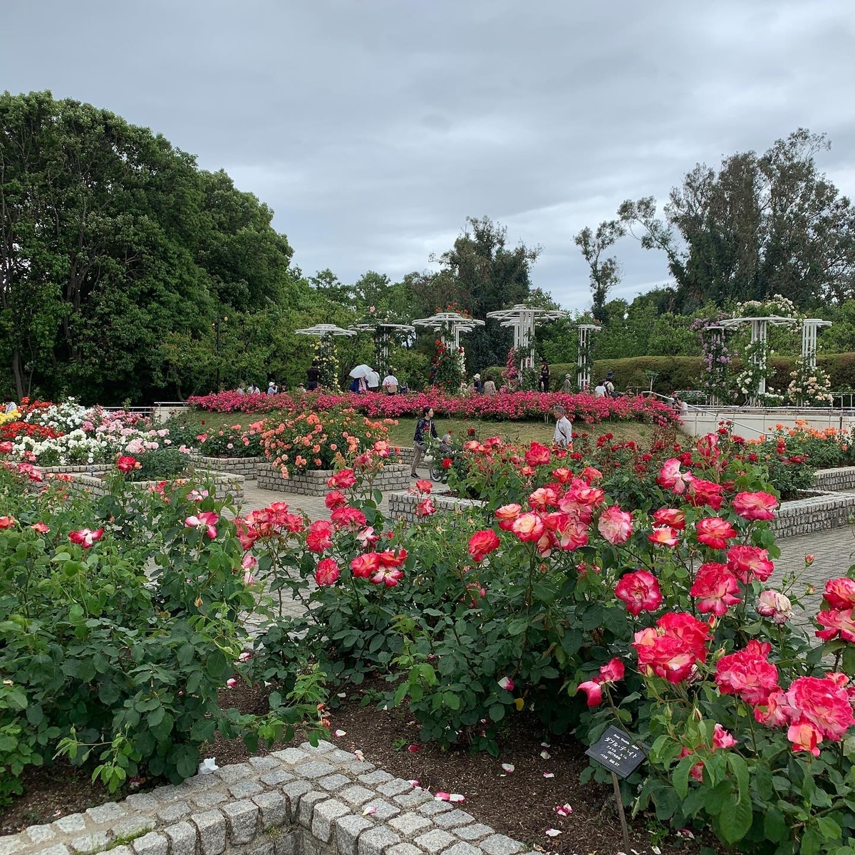 長居植物園のバラ園
