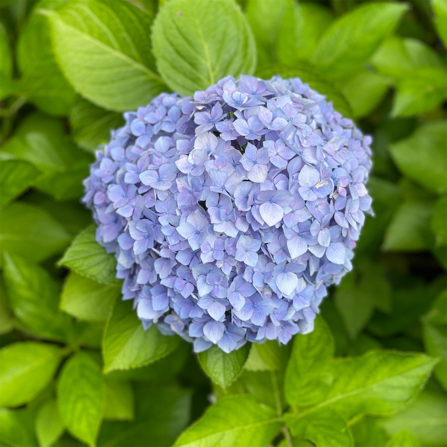 青い紫陽花