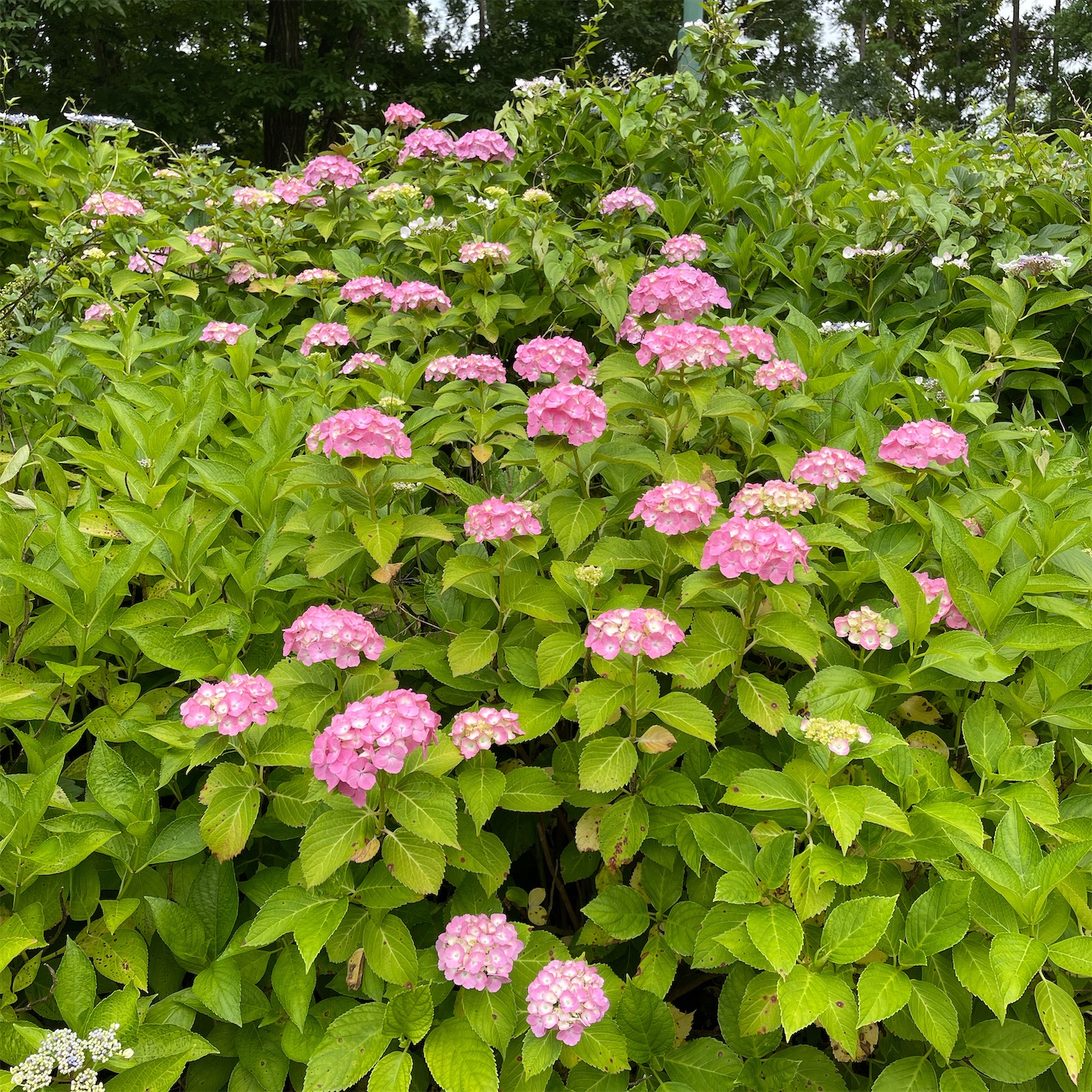 ピンクの紫陽花